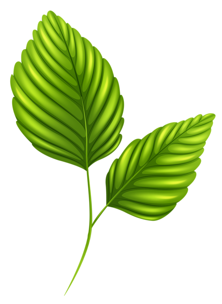 Two Shiny Green Leaves - Leaf