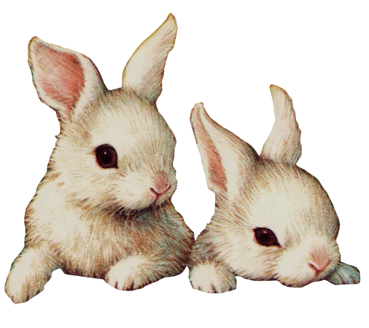 White Baby Bunny Rabbits