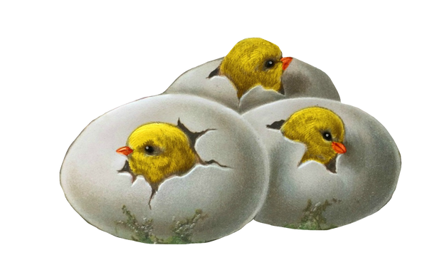 Easter Chicks - 3 Cute Vintage Baby Chicks - Hatching Eggs