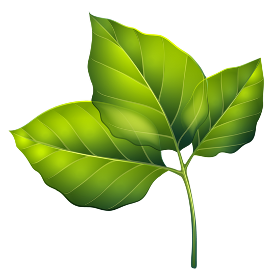 Three Shiny Green Leaves - Leaf