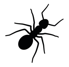 Ants - Clip Art - Bundle 4 little black ants
