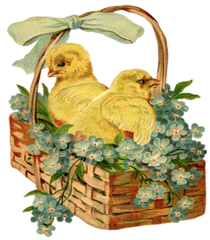 Basket Of Chicks - Vintage Easter Basket Baby Chickens