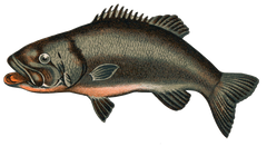 Bass Fish