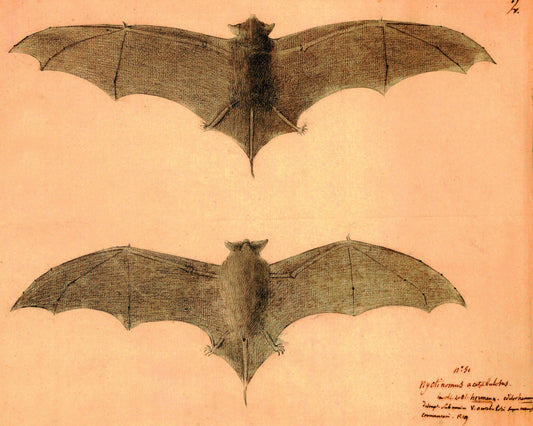 Vintage Bats Ephemera