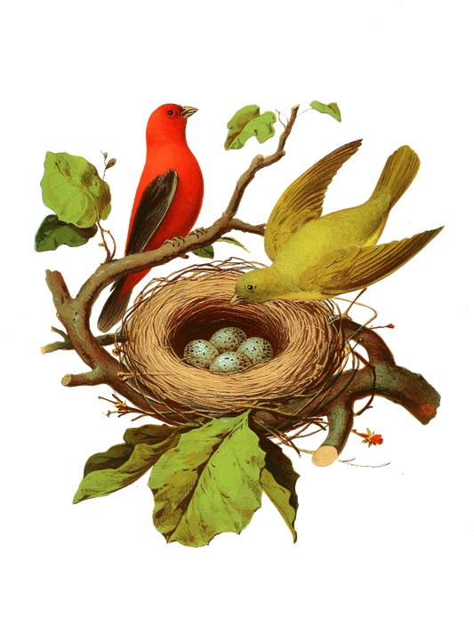 Beautiful Red Bird - Two Cardinals and Their bird nest full of eggs Transparent Background