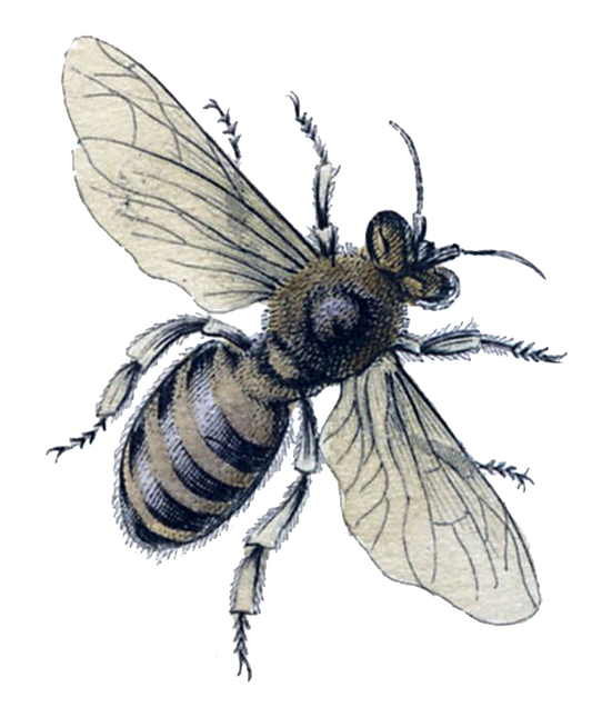 Large Botanical Bee