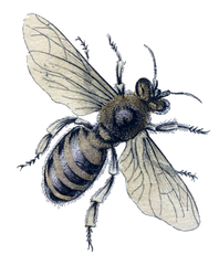 Large Botanical Bee