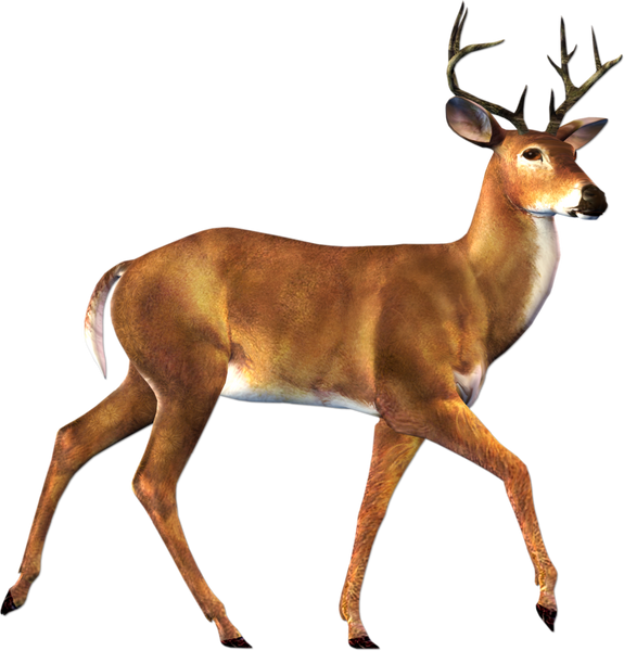 Big Buck - Deer Clip Art