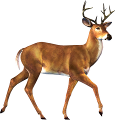 Big Buck - Deer Clip Art