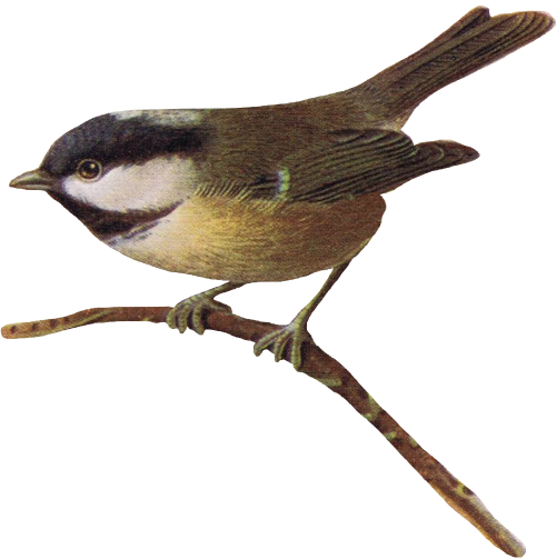 Bird Finch on a limb - Clip Art