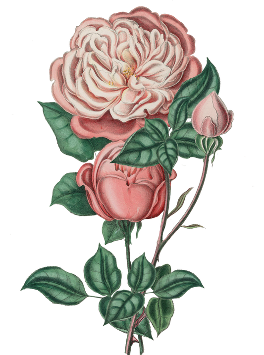 Ruffled Blush Vintage Roses