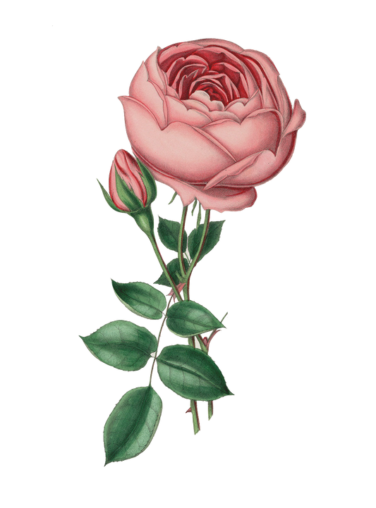 Pretty Blush Pink Vintage Rose
