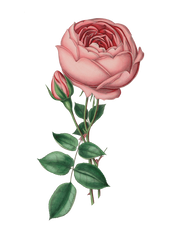 Pretty Blush Pink Vintage Rose