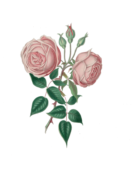 Blush Antique Roses