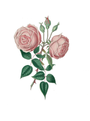 Blush Antique Roses