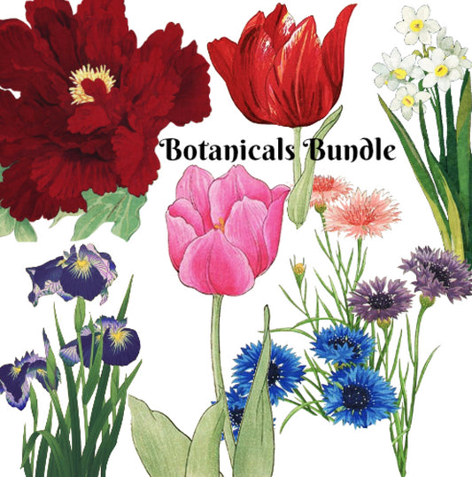Botanical Bundle #2 - 6 Florals