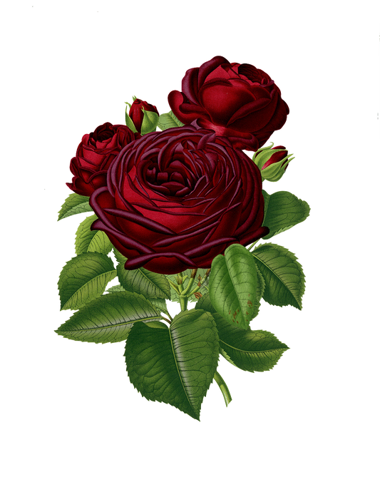 Burgundy Red Vintage Rose