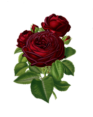 Burgundy Red Vintage Rose