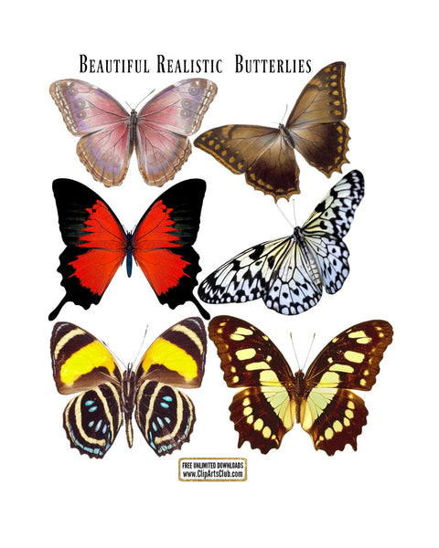 Realistic Butterflies Bundle #1  Clip Art & Printable Collage Sheet - Print