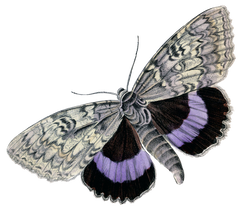Butterfly Vintage style purple and black moth like