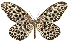 11 Vintage Butterflies - Butterfly Collection #1