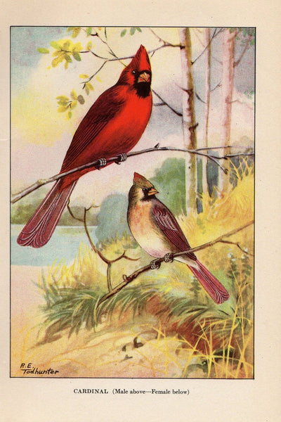 Cardinal Print - Vintage Birds Ephemera