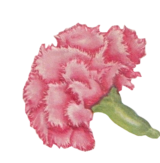 Carnation - Vintage Carnation Flower Bud