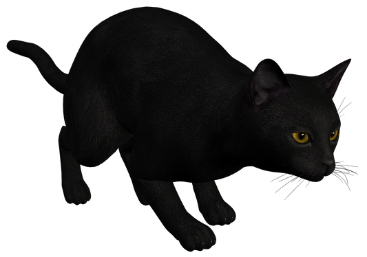 Black Cat Creeping