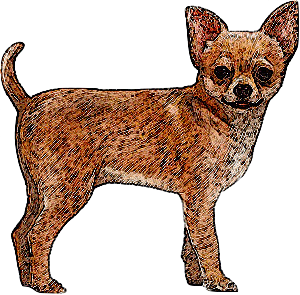 Chihuahua #2