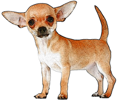 Chihuahua #3
