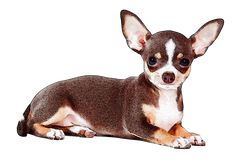 Chihuahua #5
