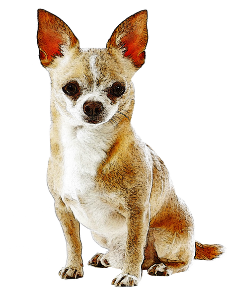 Chihuahua #6