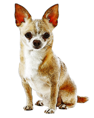 Chihuahua #6