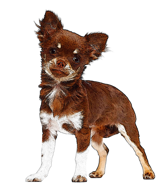 Chihuahua Dog 2
