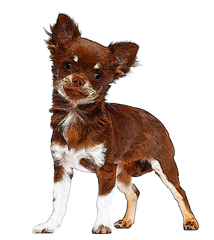 Chihuahua Dog 2