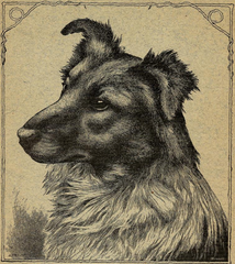 Collie - Ephemera