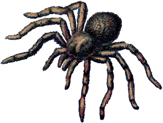 Scary Creepy Tarantula Spider