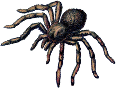Scary Creepy Tarantula Spider