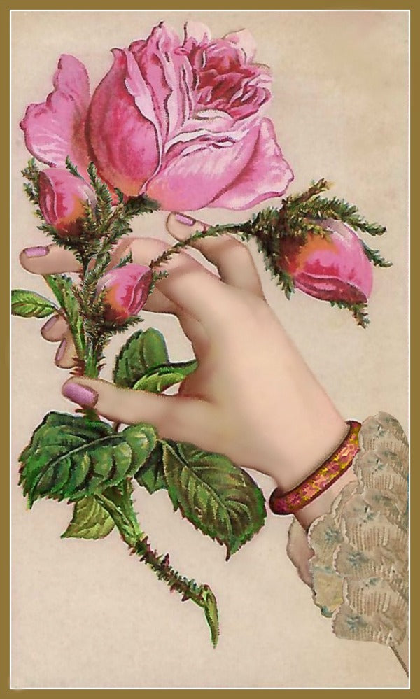 A Rose in Hand Postcard Vintage hand and pink rose