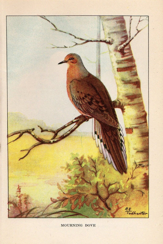 Dove Bird Print - Vintage Birds Ephemera