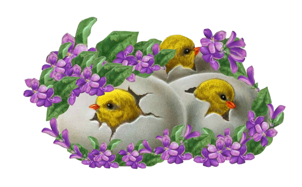 Easter Violets & Baby Chicks