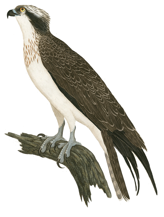 Falcon Vintage Bird 1845