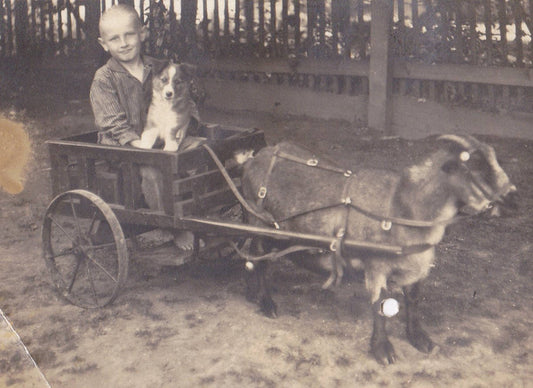 Goat Cart Vintage Photo Goat Pulling Boy & Dog