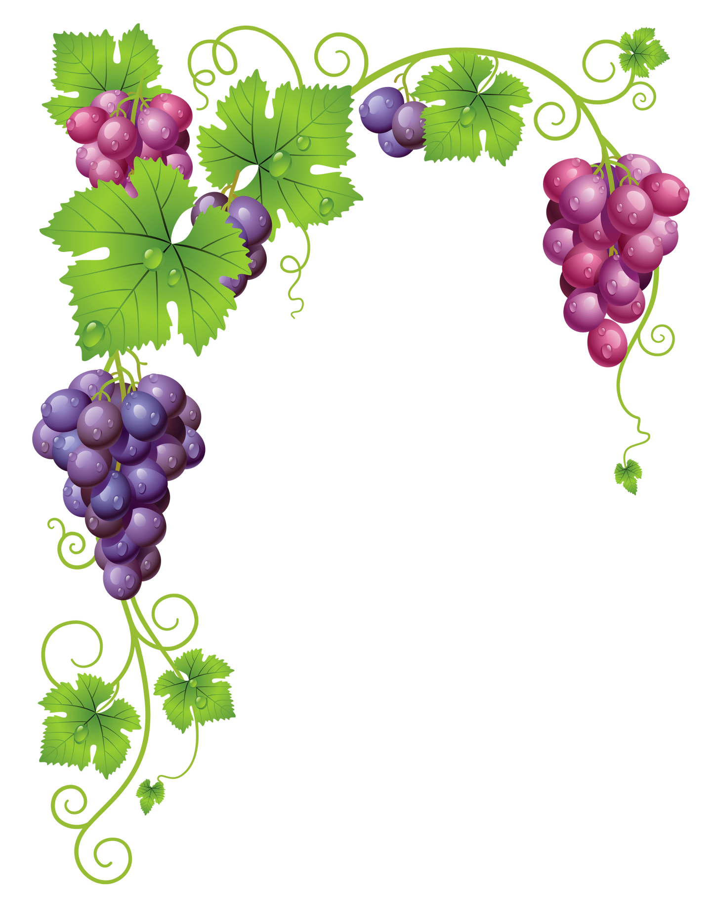 Beautiful Grapes - Grapevine