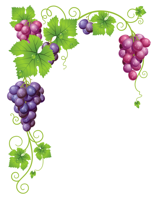 Beautiful Grapes - Grapevine