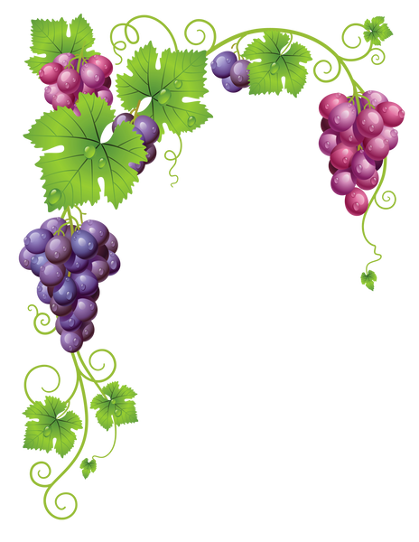 Beautiful Grapes - Grapevine