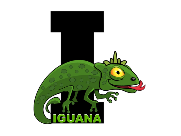 I is for Iguana