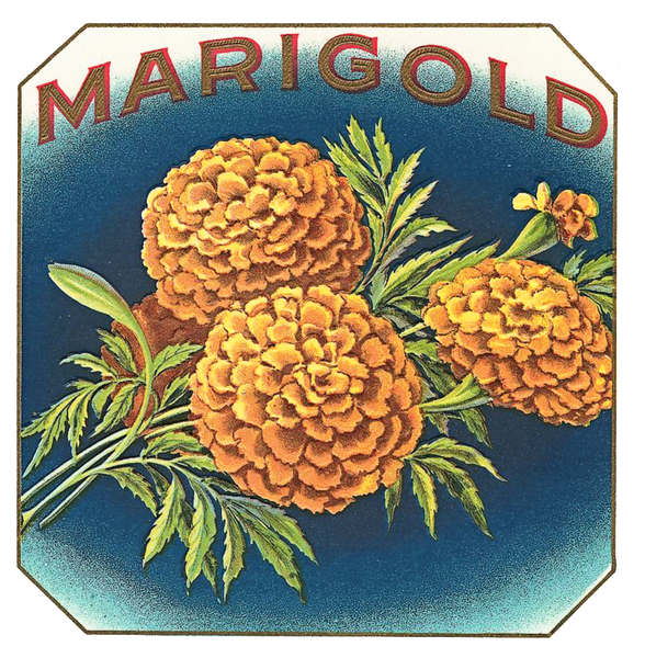 Marigold-Vintage Label