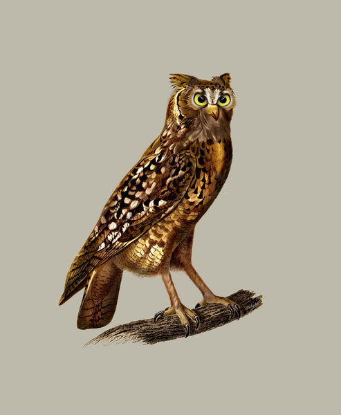The Owl by Aguilar -Print