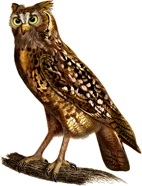 The Owl - Clip Art